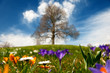 Photo: Frühling Frühling
