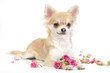 nice chihuahua dog with roses flowers