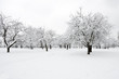 Trees in park in winter day