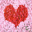 Valentinsblütenherz