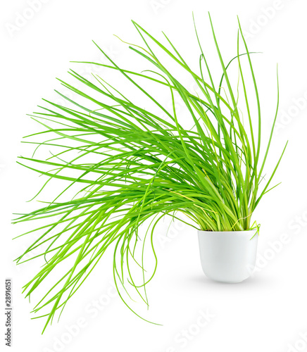 Photo: Spring onions in a pot Spring onions in a pot