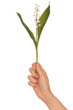 lily of the valley