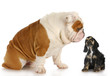 two puppies
