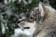 Schneehund