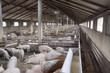 Small Pig Farm for breeding hogs Small Pig Farm for breeding hogs