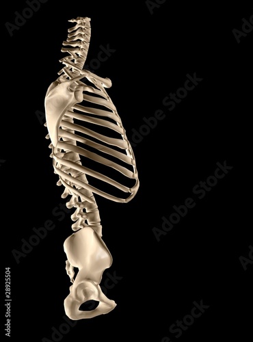 Illustration: 3d human torso structure 3d human torso structure