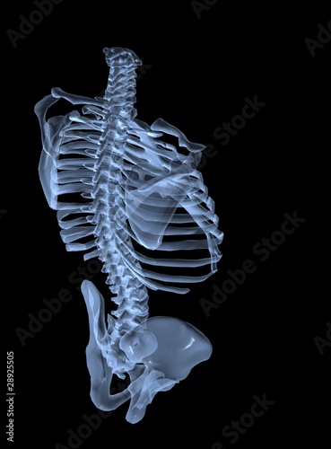 Illustration: 3d human torso structure 3d human torso structure