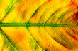 Photo: leaf leaf