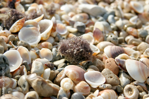 Photo: Marine shells background Marine shells background