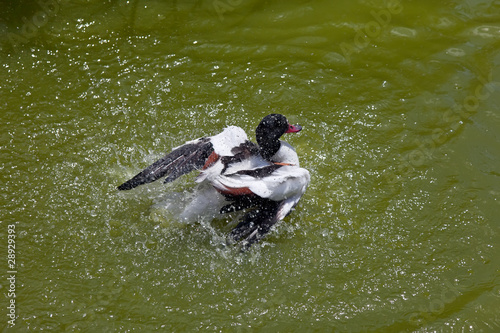 Photo: Duck in water of lake Duck in water of lake