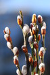 Weidekätzchen (Salix caprea)  Dekoration