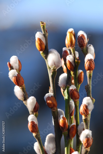 Foto: Weidekätzchen (Salix caprea) Dekoration Weidekätzchen (Salix caprea) Dekoration
