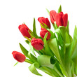 tulips tulips