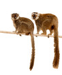 lemurs