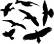 birds silhouettes collection - vector