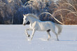 white horse in winter