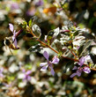 Tige de sutera grandiflora et abeille butinant une fleur Tige de sutera grandiflora et abeille butinant une fleur