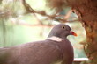 pigeon qui couve