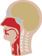 Vector a head of the person in a cut Vector a head of the person in a cut