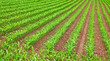 Corn field