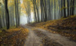 Straße durch einen nebligen Wald mit schönen Farben im Herbst