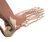 3d human foot anatomy
