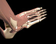 3d human foot anatomy
