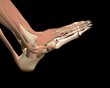 3d human foot anatomy