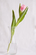 Photo: Tulip before white background Tulip before white background