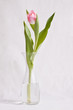 Photo: Tulip before white background Tulip before white background
