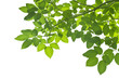 Green Leaves on white background Green Leaves on white background