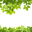 Green Leaves Border on white background