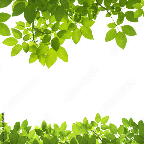 Foto: Green Leaves Border on white background Green Leaves Border on white background