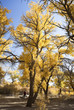 Inner Mongolia, China EJINAQI of Populus euphratica Inner Mongolia, China EJINAQI of Populus euphratica