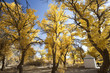 Inner Mongolia, China EJINAQI of Populus euphratica Inner Mongolia, China EJINAQI of Populus euphratica