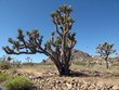 joshua tree