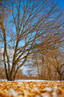 Naked trees Naked trees