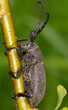 Longhorn Beetle Lamia textor Longhorn Beetle Lamia textor