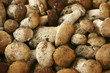 Porcini mushrooms in close up