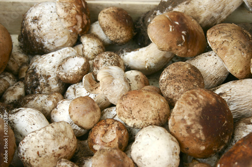 Photo: Porcini mushrooms Porcini mushrooms