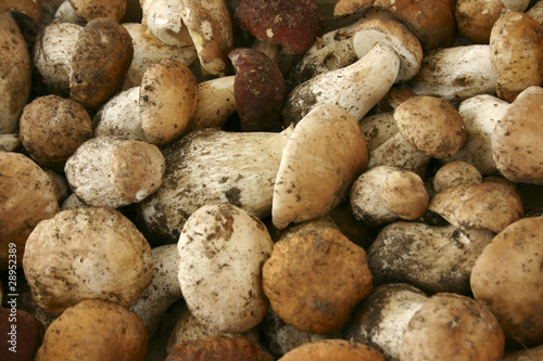 Photo: Porcini mushrooms in close up Porcini mushrooms in close up