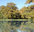 Oak