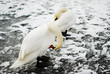 Two white swans