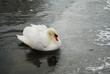 Swan Reflections