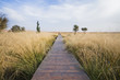The path along the cliff reed