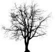 Big Tree One