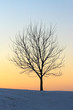Foto: baum im abendrot baum im abendrot