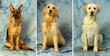 Pastore tedesco , Golden e Labrador retriever