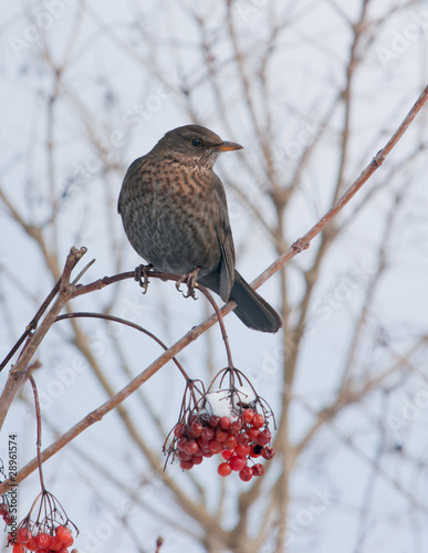 Foto: Amsel Amsel