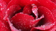 Video: Rose Rose